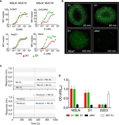 Rapid nanobody-based imaging of mesothelin expressing malignancies compatible with blocking therapeutic antibodies